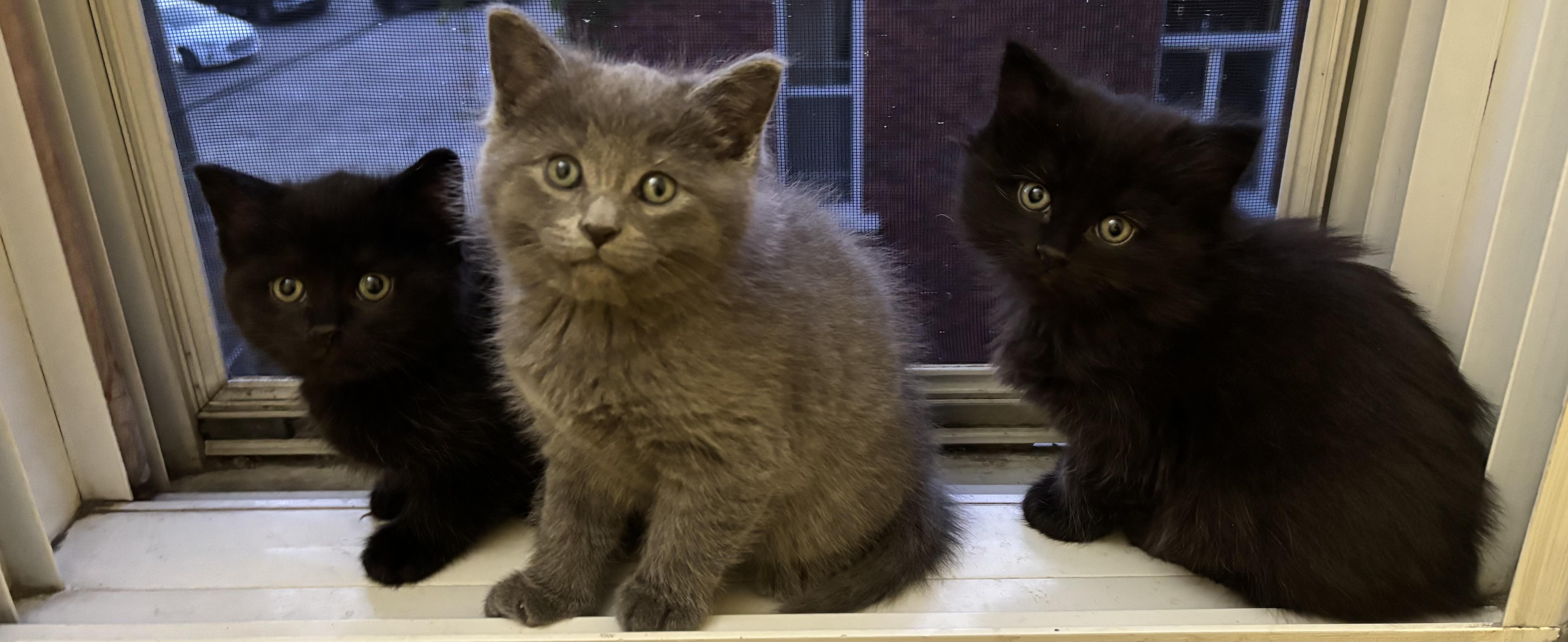 Khun, a Adoptable Domestic Short Hair in Montreal, QC image 5/6