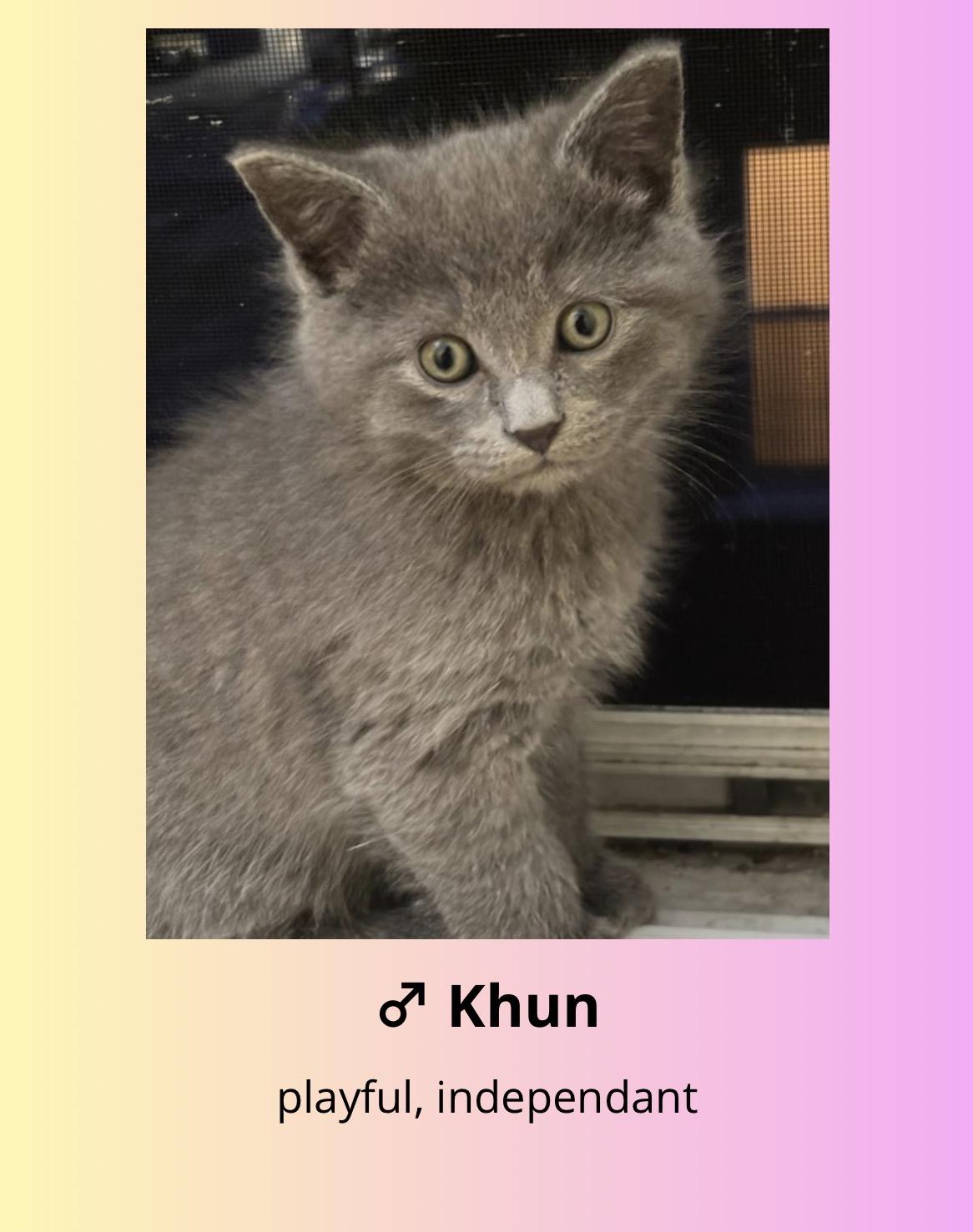 Khun, a Adoptable Domestic Short Hair in Montreal, QC image 1/6