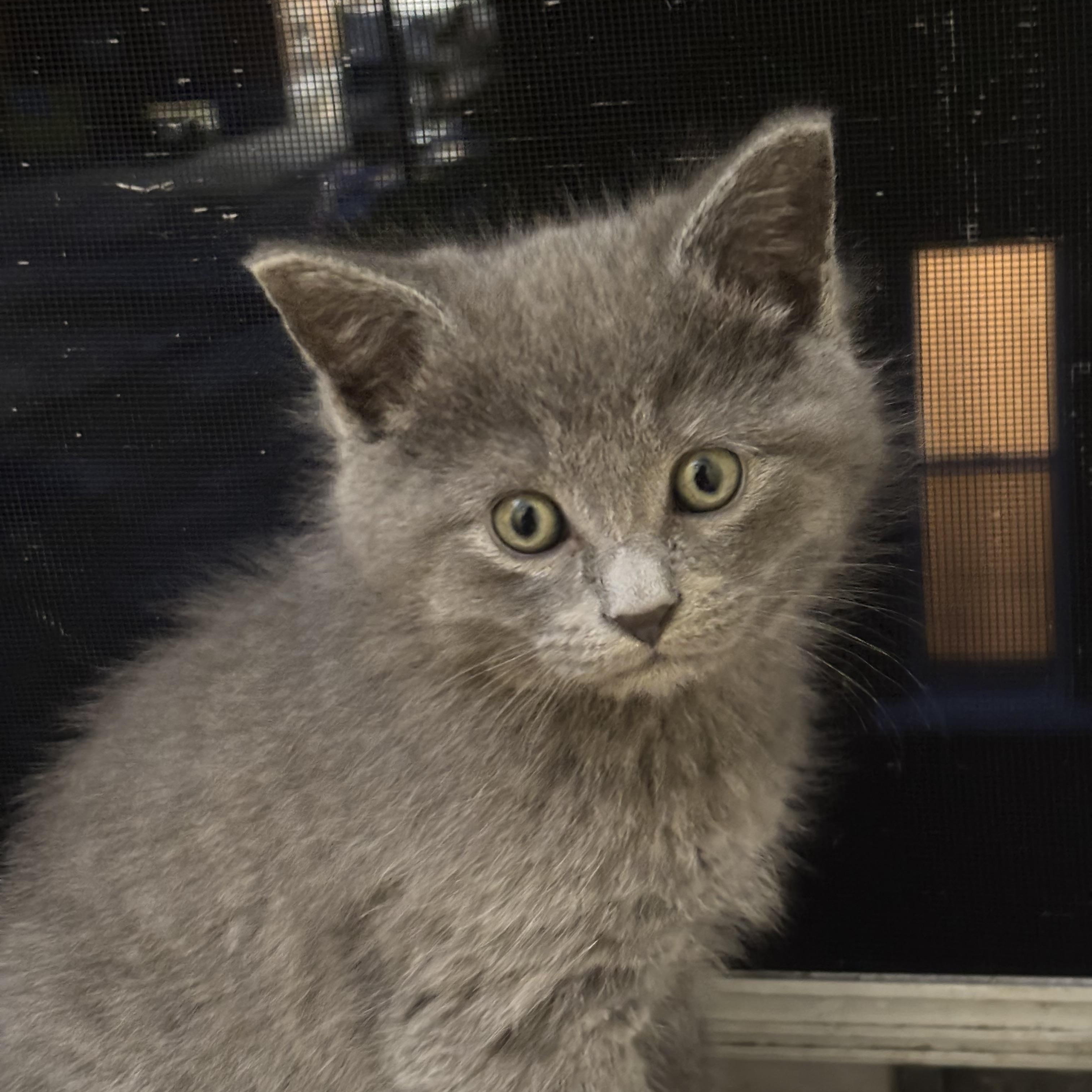 Khun, a Adoptable Domestic Short Hair in Montreal, QC image 6/6