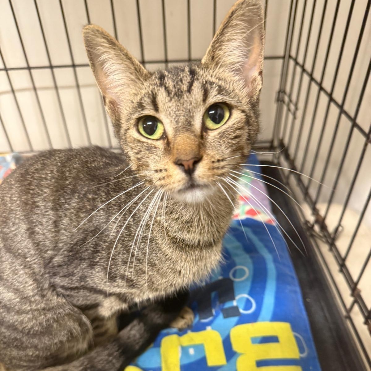 Sasha, a ADOPTABLE Domestic Short Hair in South Ozone Park, NY image 5/6