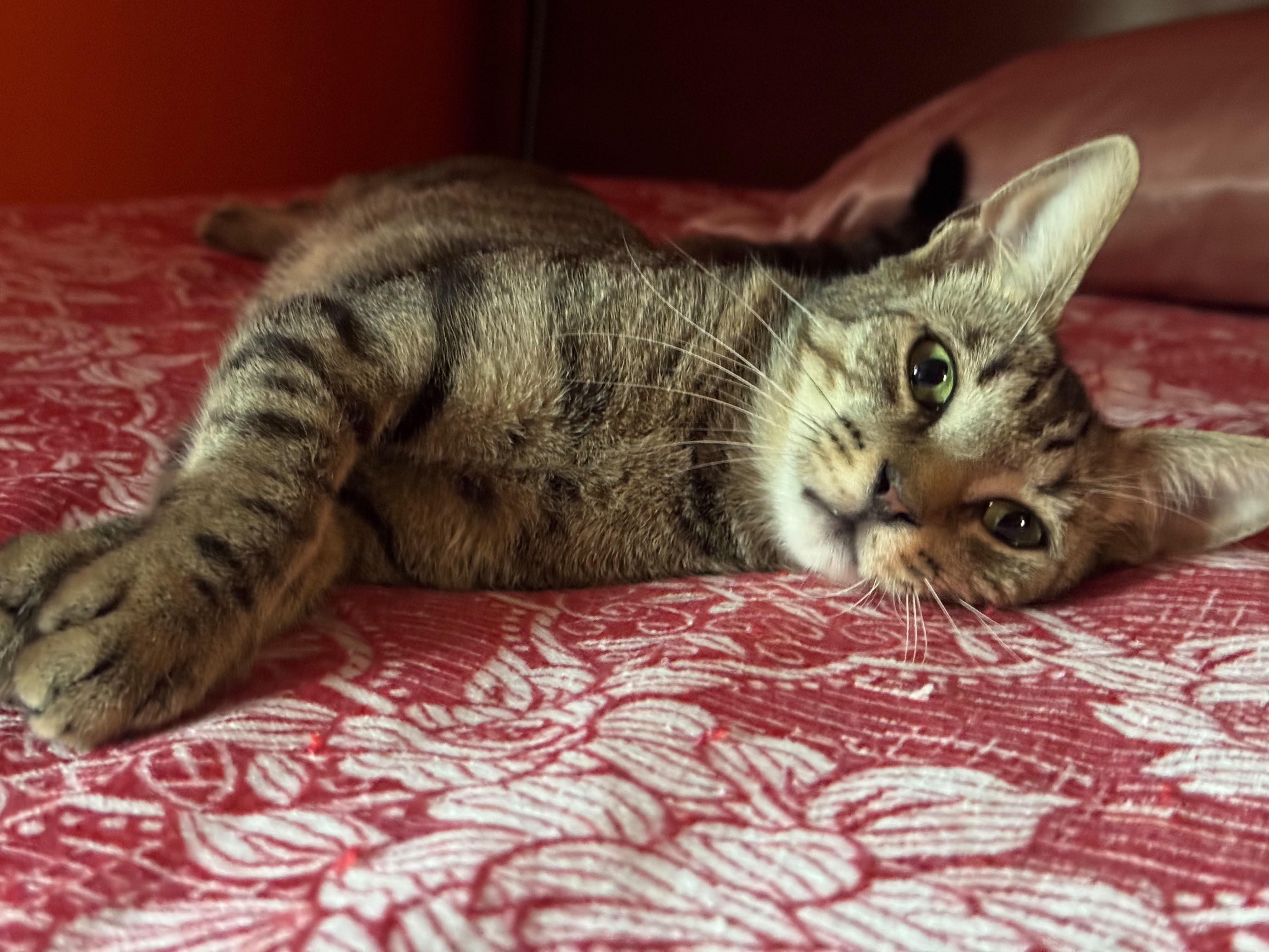 Sasha, ADOPTABLE, Young Female Domestic Short Hair.