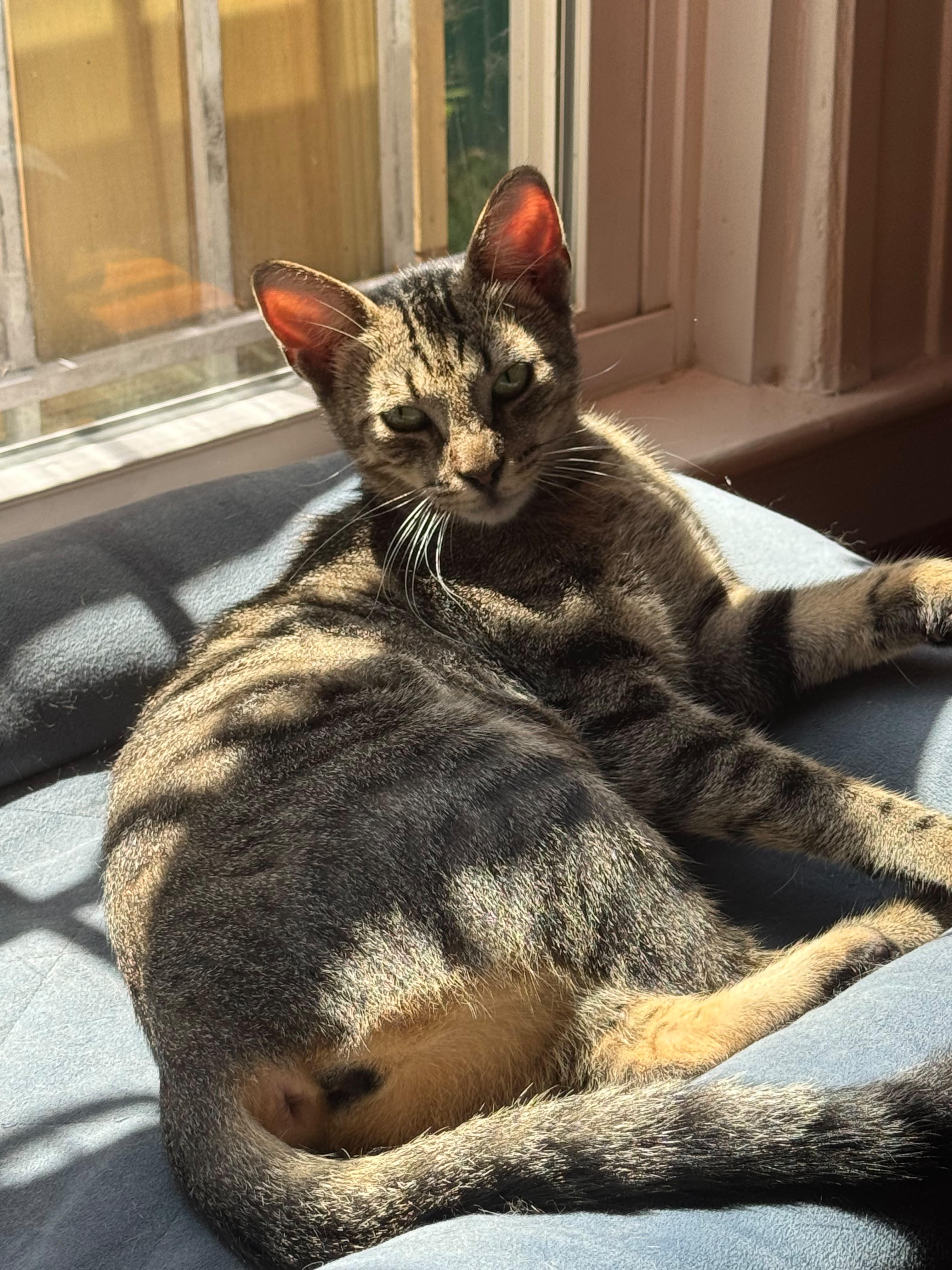 Sasha, a ADOPTABLE Domestic Short Hair in South Ozone Park, NY image 2/6