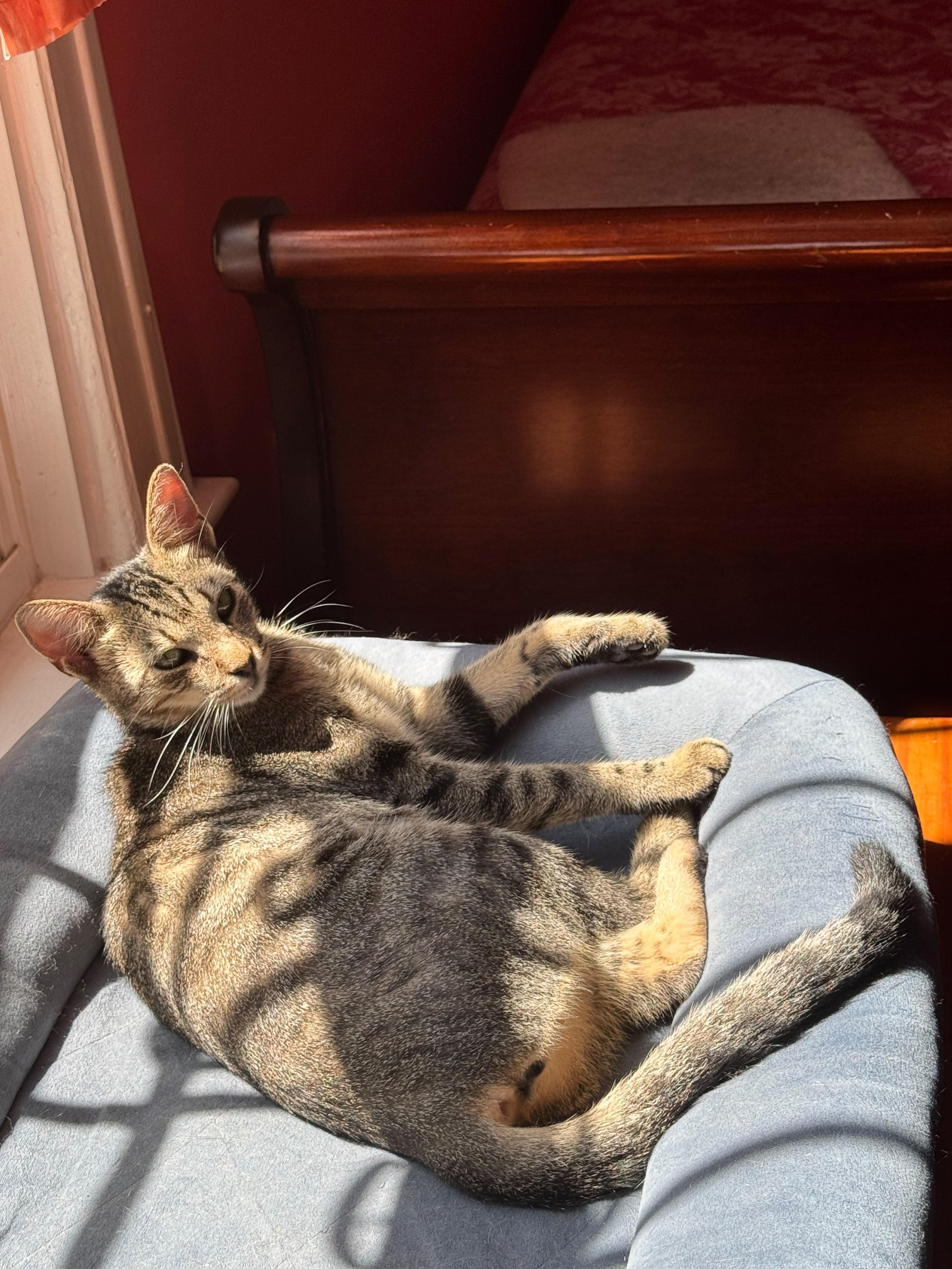 Sasha, a ADOPTABLE Domestic Short Hair in South Ozone Park, NY image 3/6