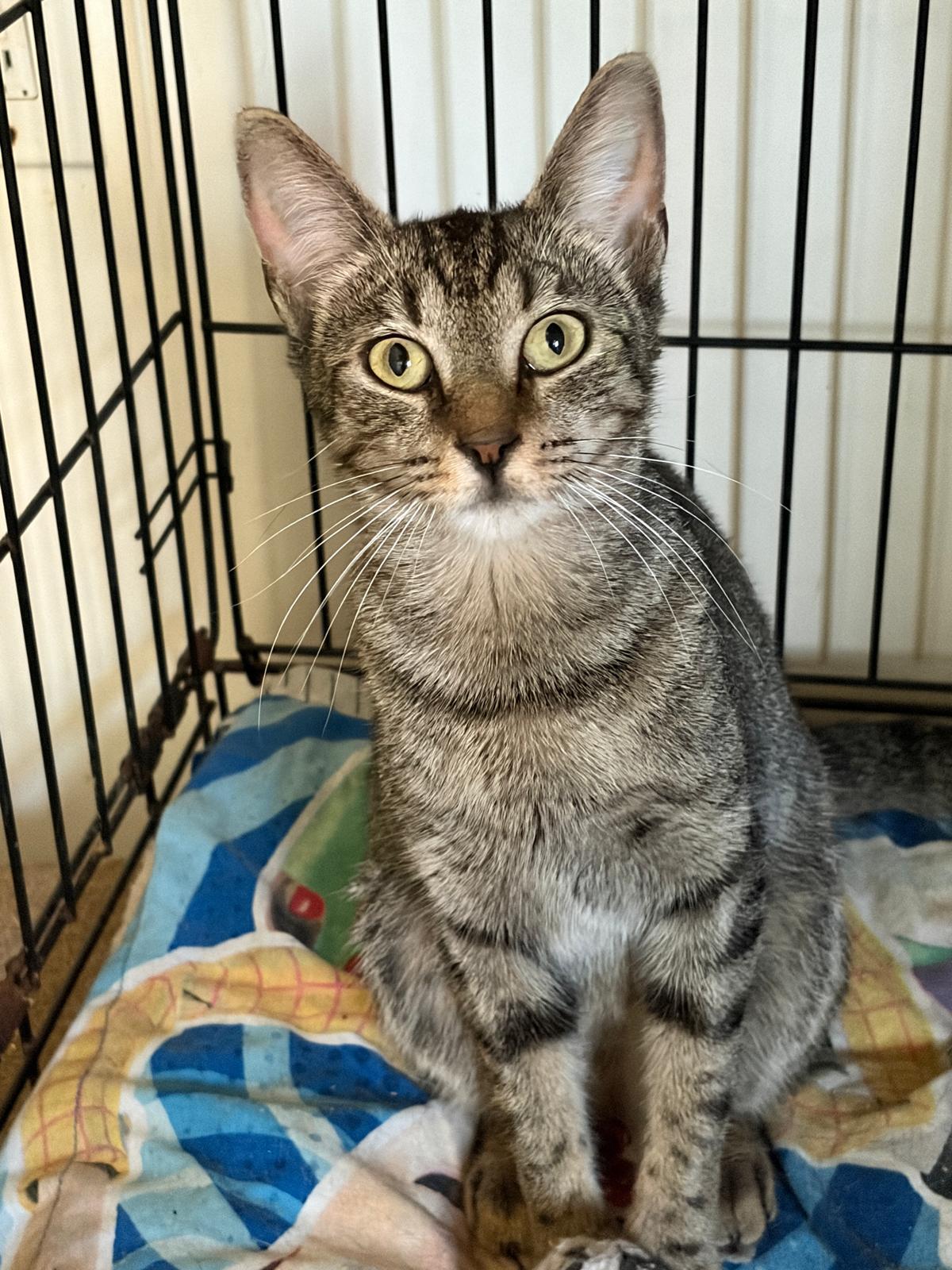 Sasha, a ADOPTABLE Domestic Short Hair in South Ozone Park, NY image 6/6