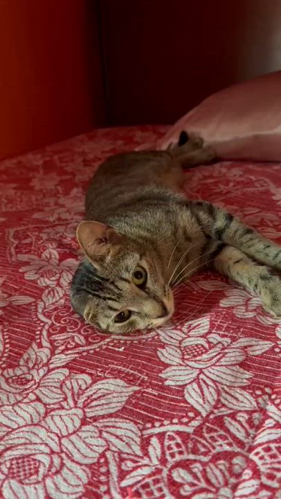 Enlarge Sasha, a ADOPTABLE Domestic Short Hair in South Ozone Park, NY video 4/6