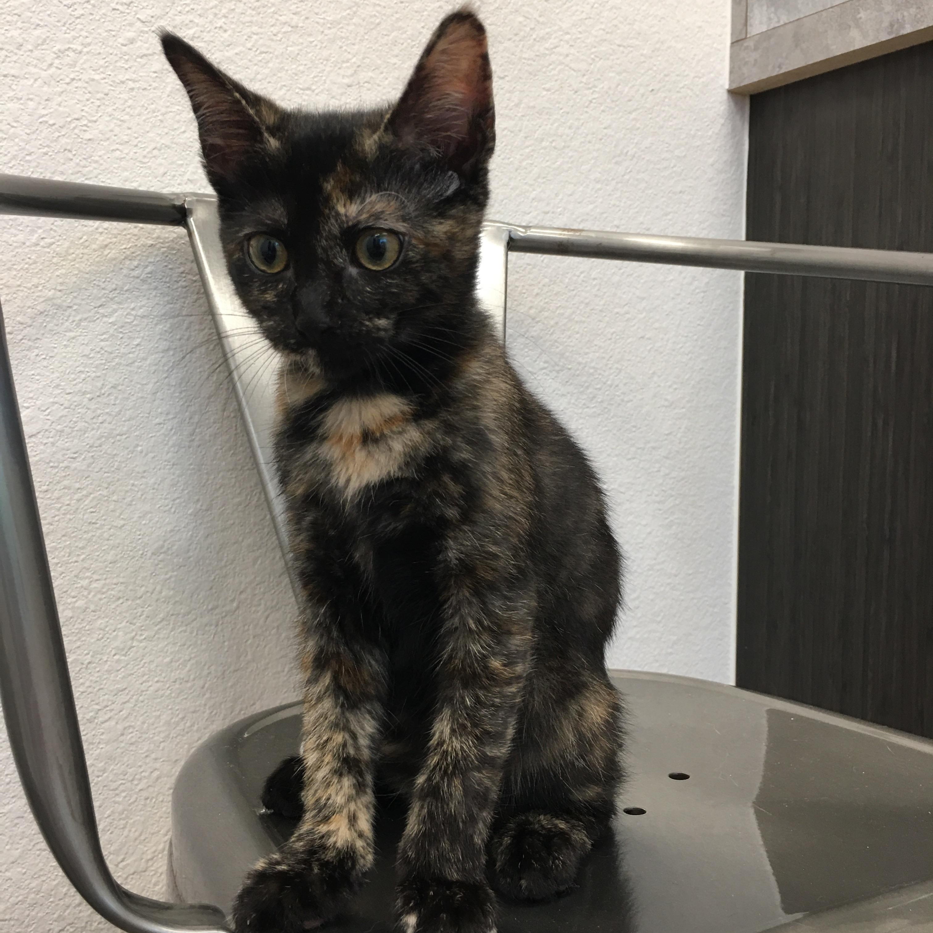 Rowan, a ADOPTABLE Domestic Short Hair in Greenville, TX image 2/2