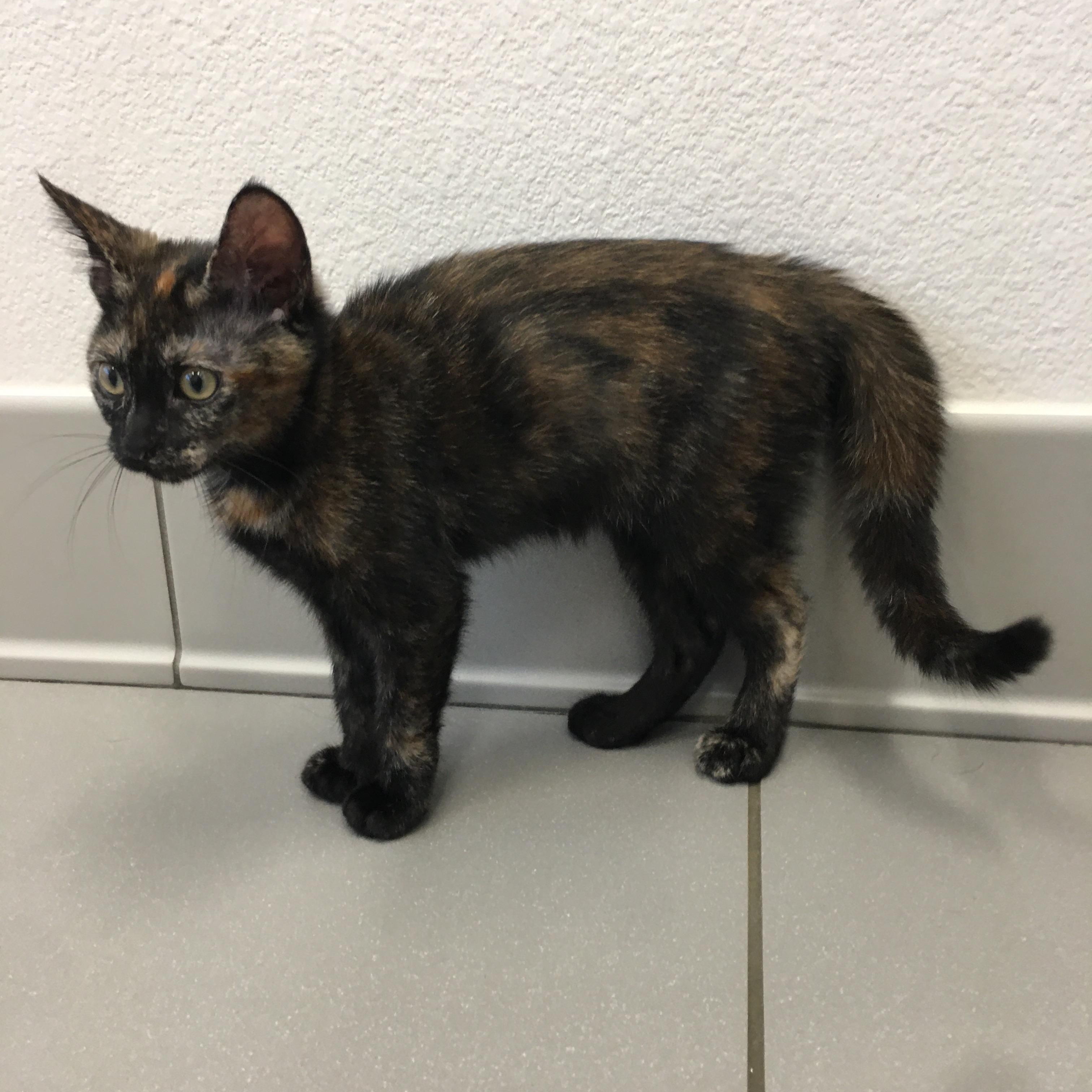 Rowan, ADOPTABLE, Kitten Female Domestic Short Hair.