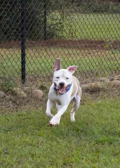 Enlarge Freebird 59479, a Adoptable mixed breed in Aiken, SC image 1/5