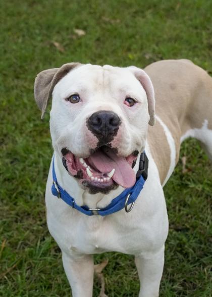 Freebird 59479, Adoptable, Adult Male Pit Bull Terrier & Mixed Breed.