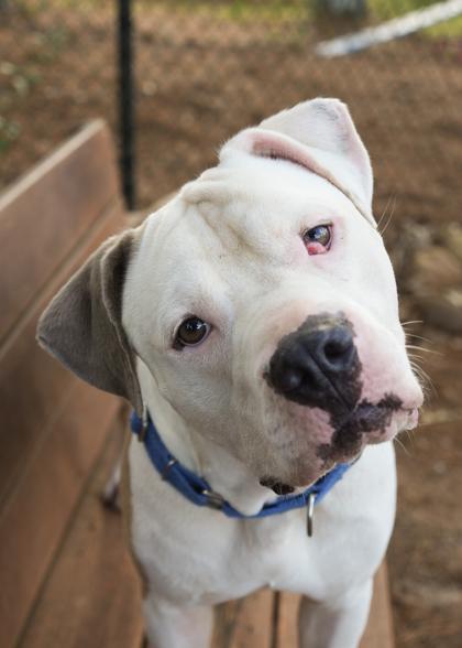 Enlarge Freebird 59479, a Adoptable mixed breed in Aiken, SC image 3/5