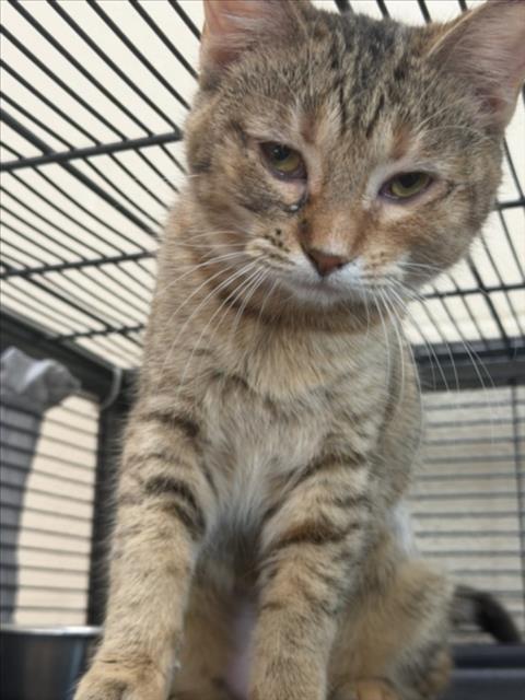 GLADIS, Adoptable, Young Female Domestic Short Hair.