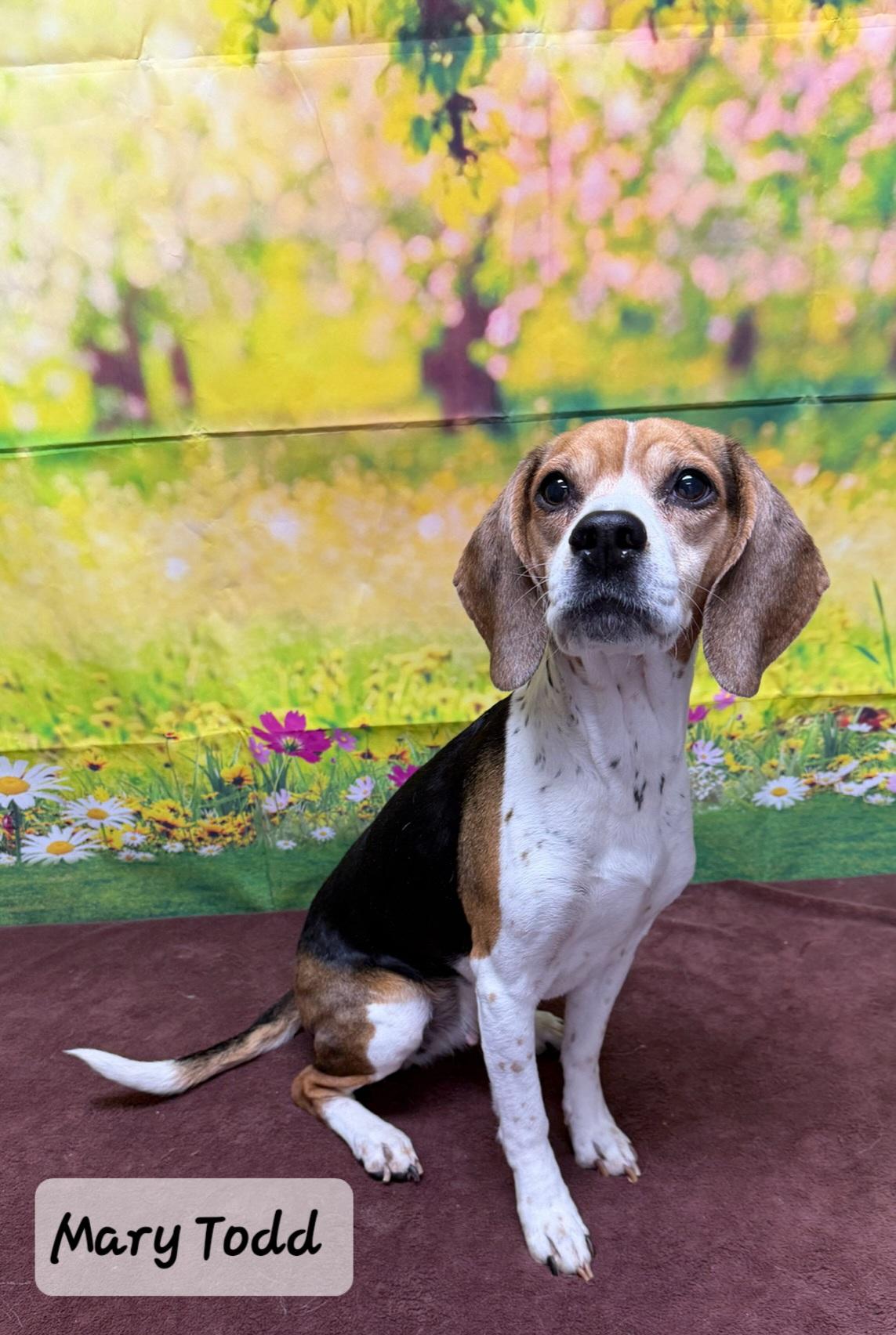 Mary Todd, ADOPTABLE, Adult Female Beagle.