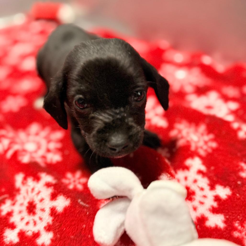 Enlarge Piper, a Adoptable Mixed Breed in Chariton, IA image 1/1