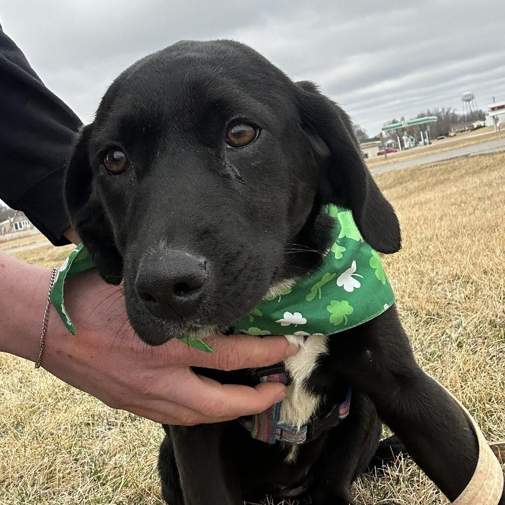 Enlarge Piper, a Adoptable Mixed Breed in Chariton, IA image 2/6