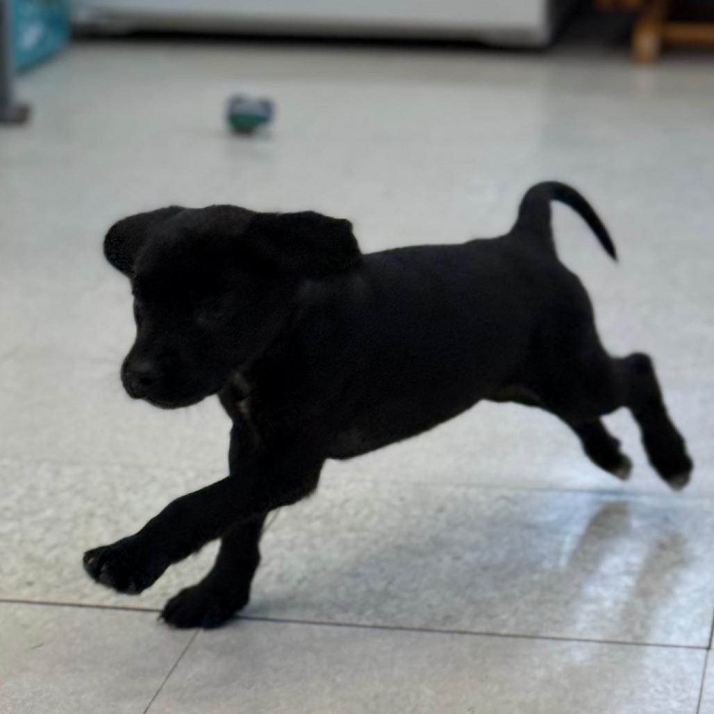 Enlarge Piper, a Adoptable Mixed Breed in Chariton, IA image 2/3