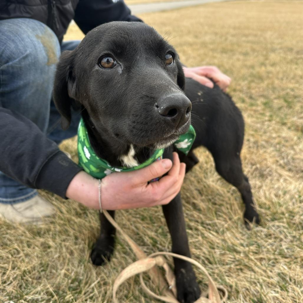 Enlarge Piper, a Adoptable Mixed Breed in Chariton, IA image 4/6