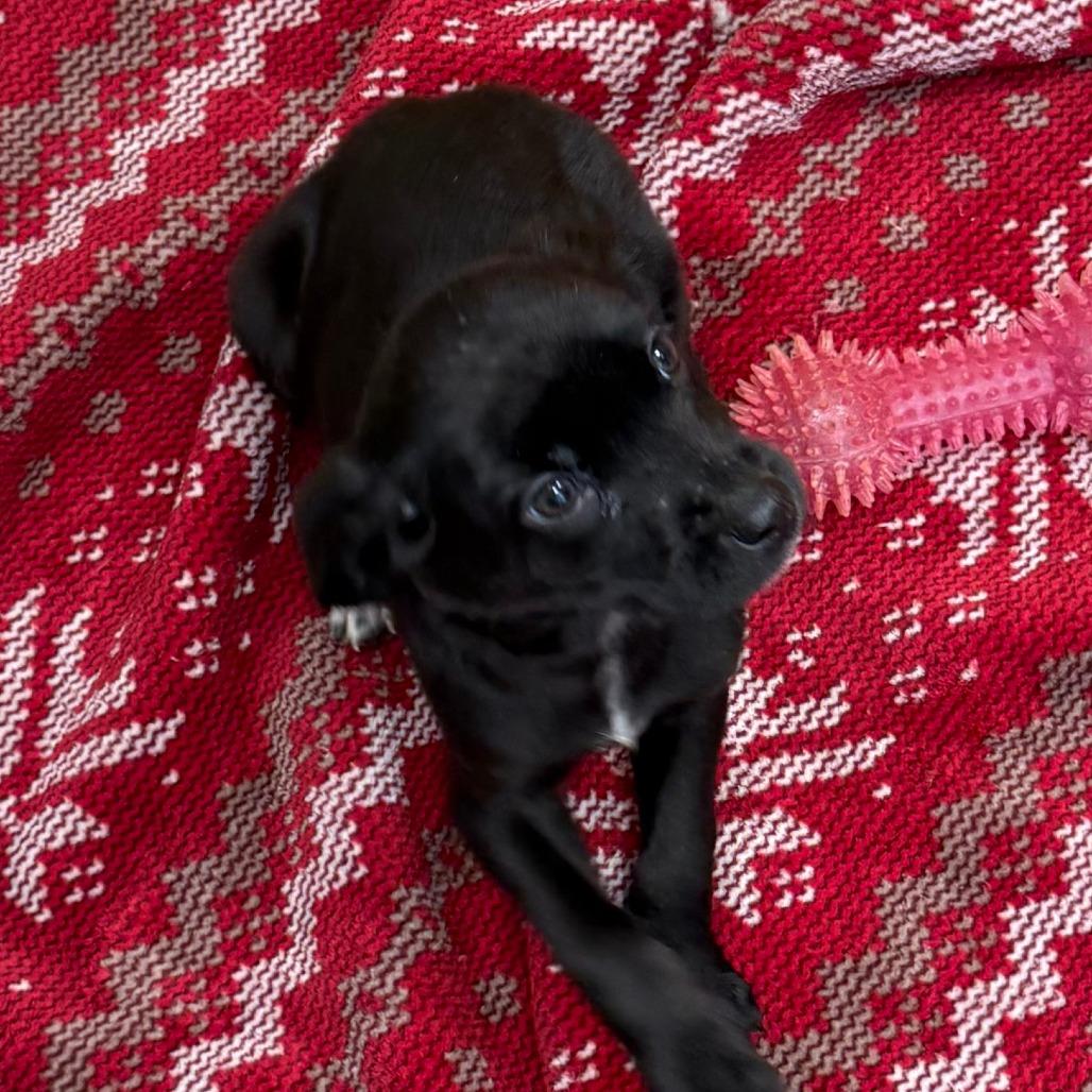 Enlarge Piper, a Adoptable Mixed Breed in Chariton, IA image 3/3