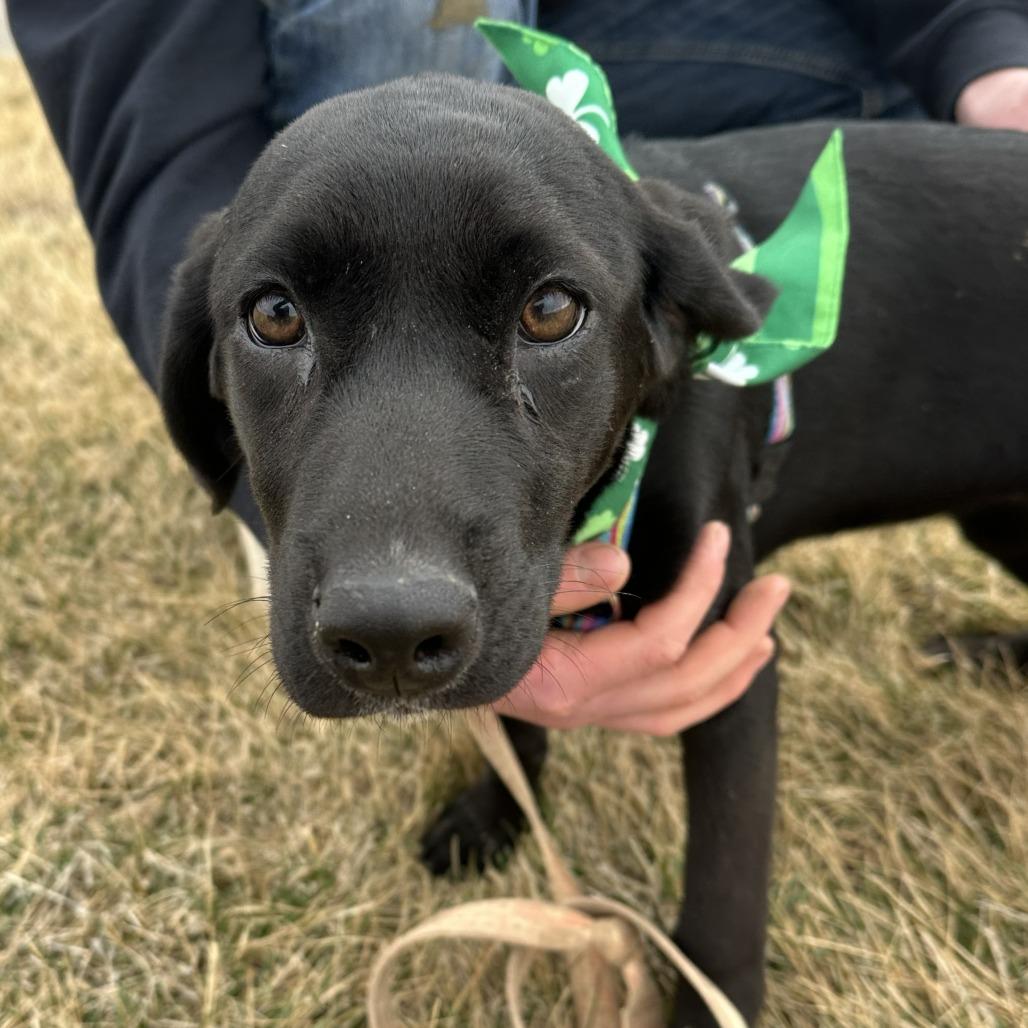 Enlarge Piper, a Adoptable Mixed Breed in Chariton, IA image 6/6