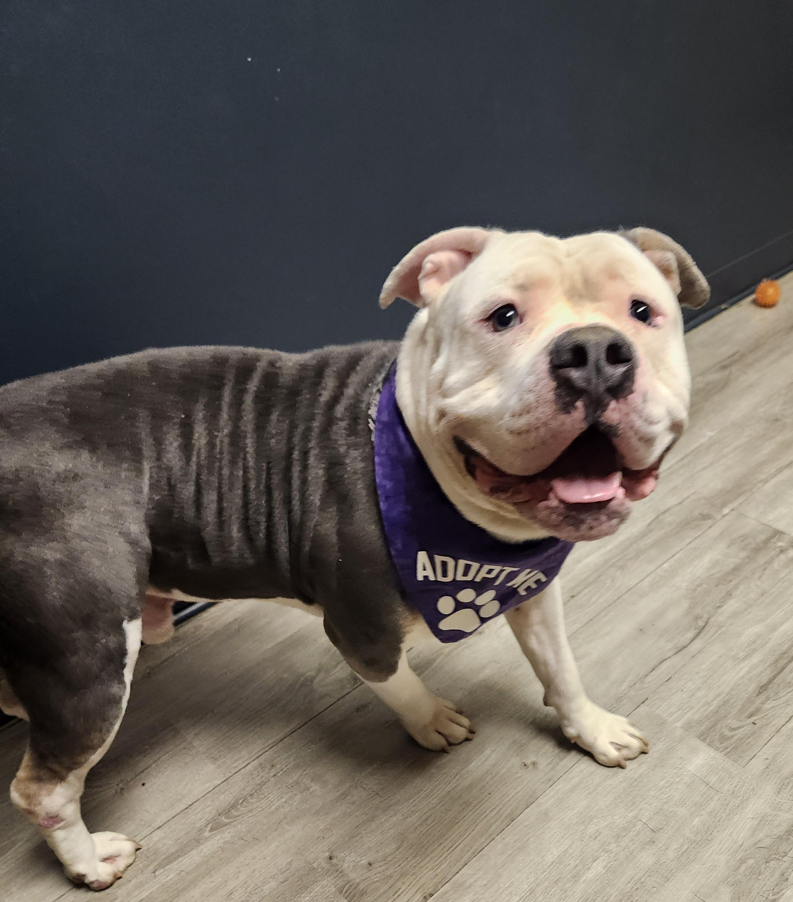 Enlarge Big Al, an adopted American Bully in Mansfield, OH image 2/4