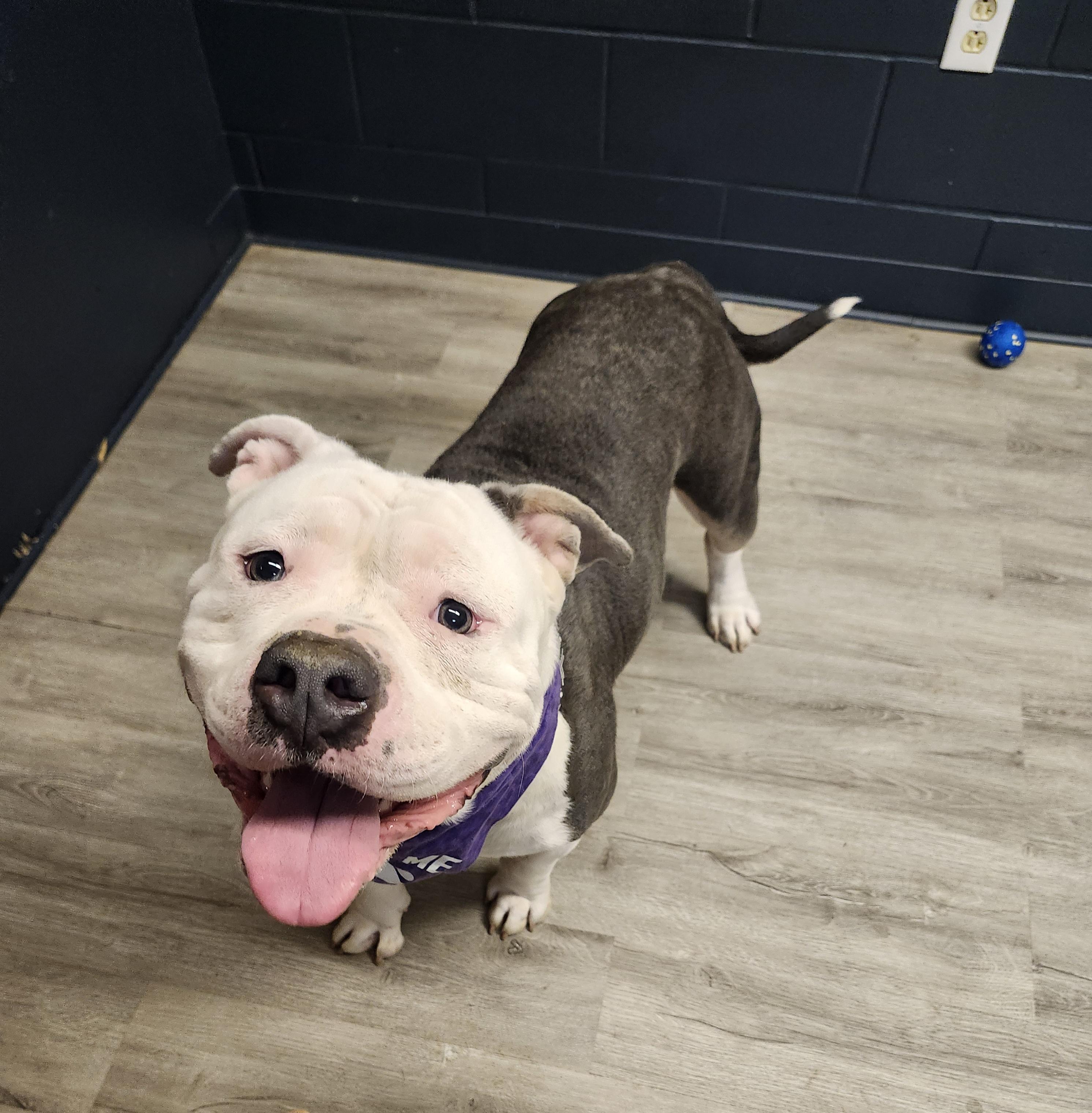 Enlarge Big Al, an adopted American Bully in Mansfield, OH image 4/4