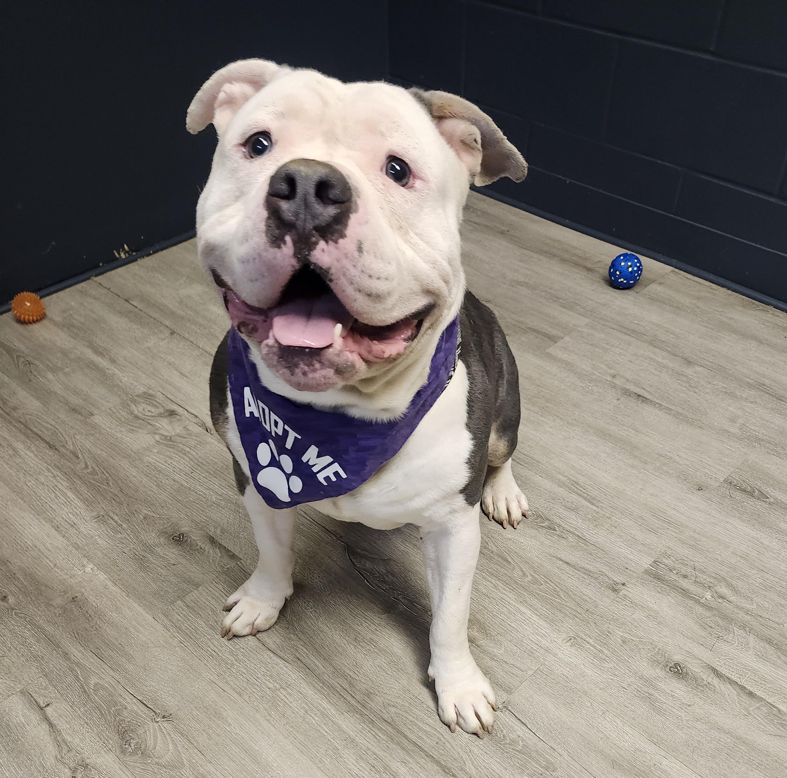 Enlarge Big Al, an adopted American Bully in Mansfield, OH image 1/4