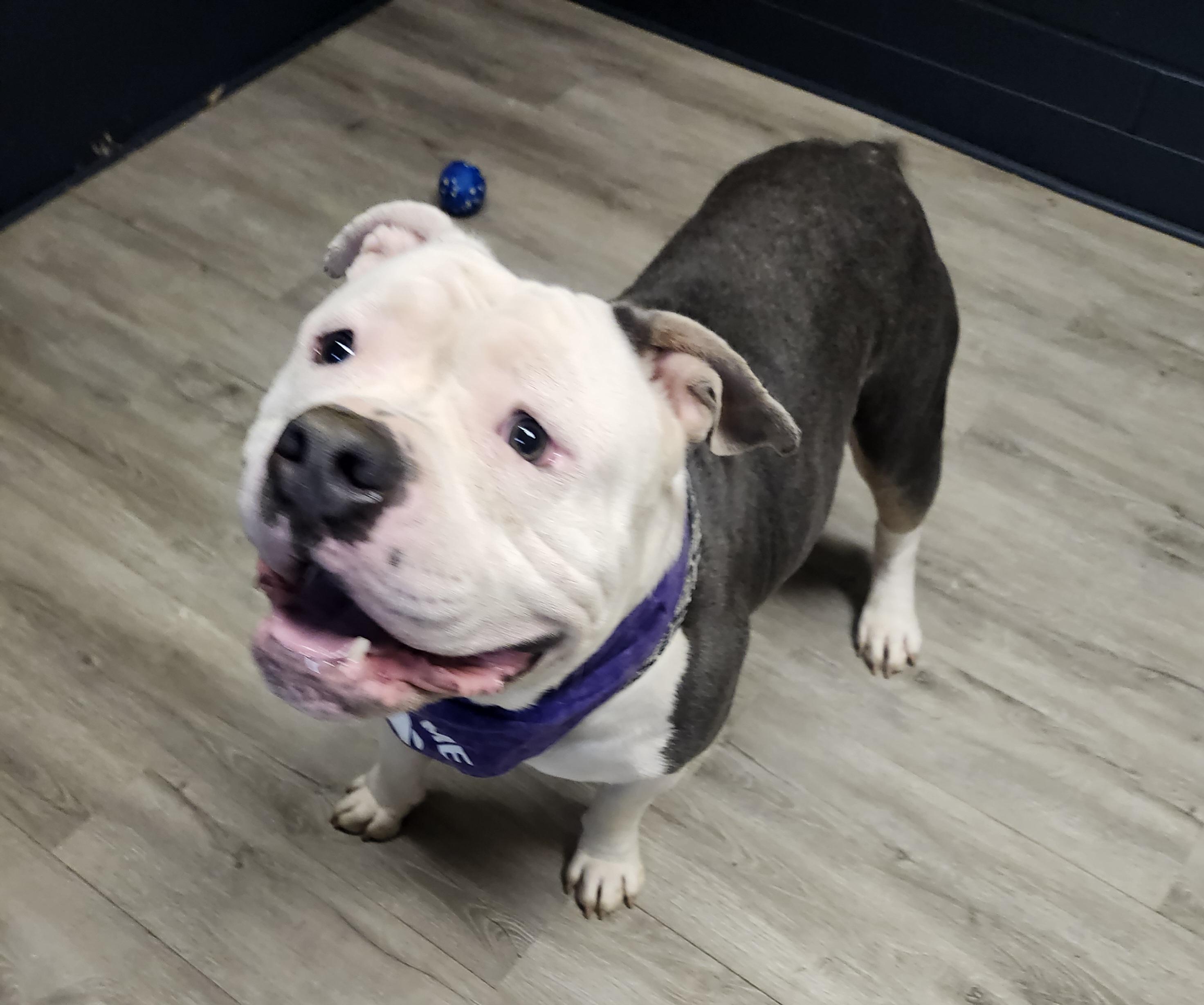 Enlarge Big Al, an adopted American Bully in Mansfield, OH image 3/4