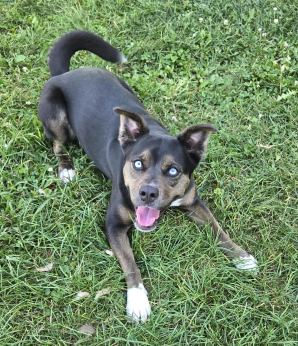 Enlarge Solana, a Adoptable mixed breed in Valparaiso, IN image 3/5