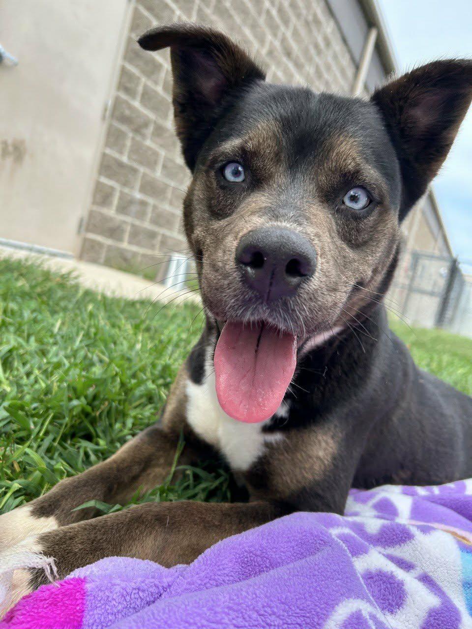 Solana, Adopted, Young Female Australian Kelpie & Husky.