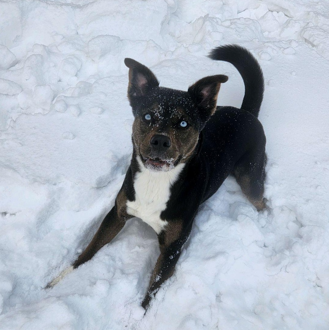 Enlarge Solana, a Adoptable mixed breed in Valparaiso, IN image 1/5