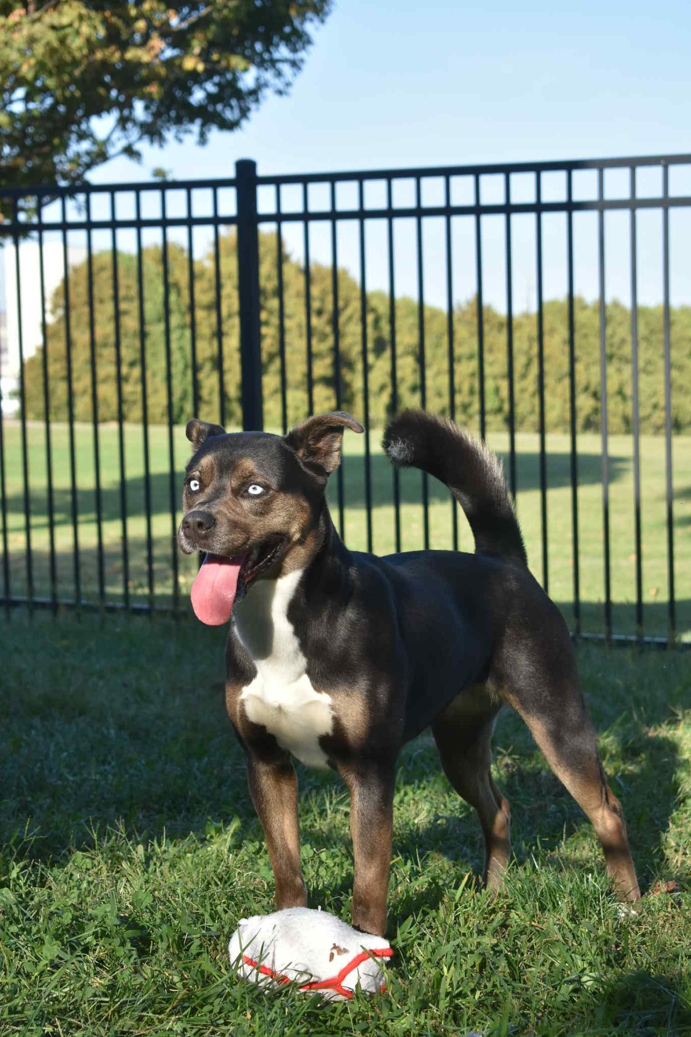Enlarge Solana, a Adoptable mixed breed in Valparaiso, IN image 4/5