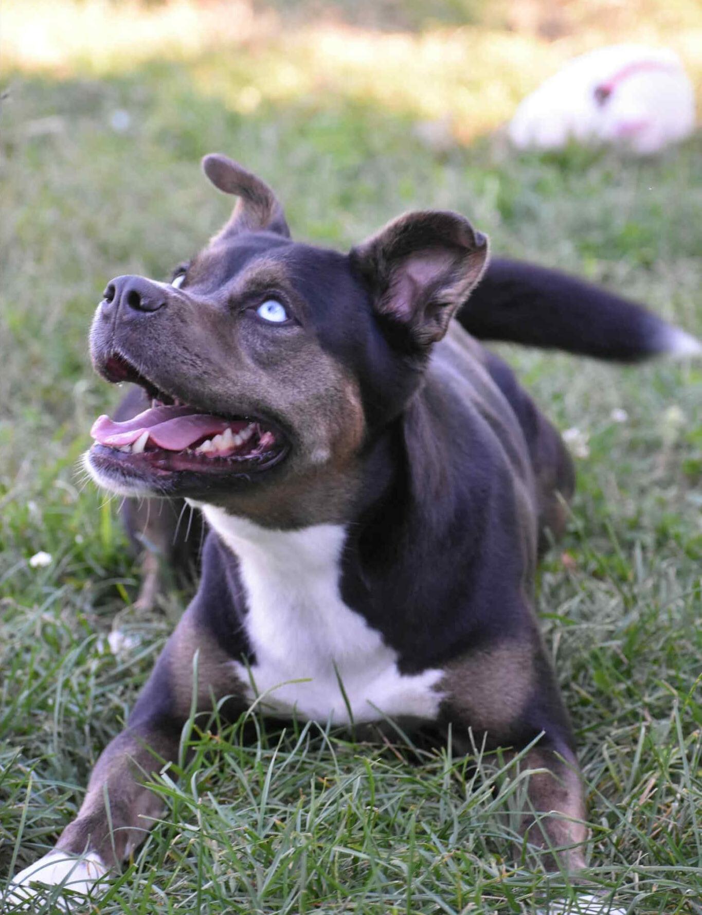 Enlarge Solana, a Adoptable mixed breed in Valparaiso, IN image 5/5