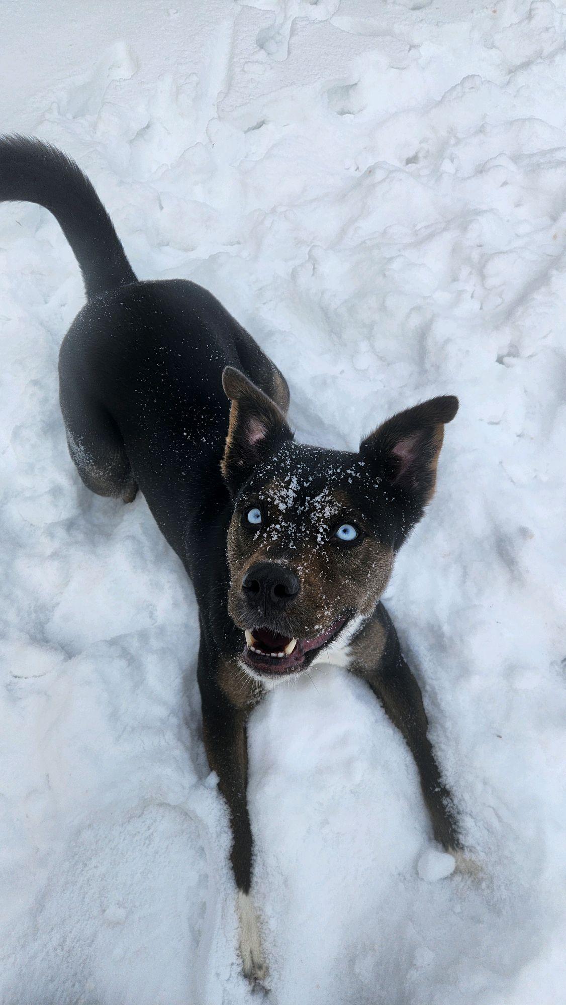 Enlarge Solana, a Adoptable mixed breed in Valparaiso, IN image 2/5