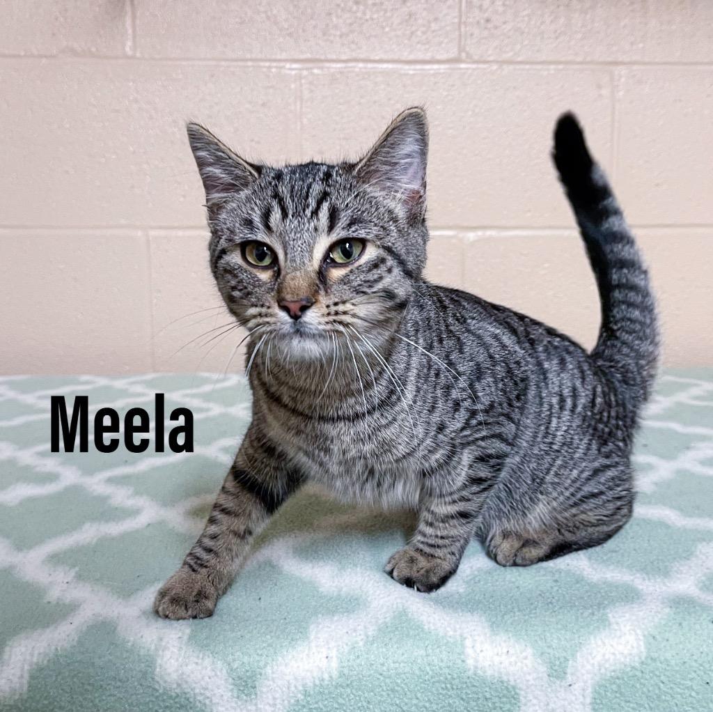 Meela, Adoptable, Kitten Female Domestic Short Hair.