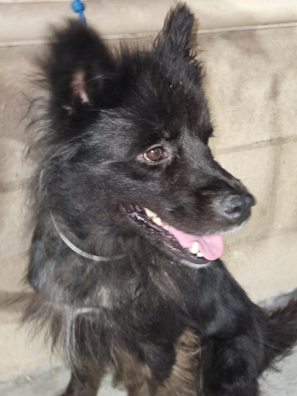 Enlarge Bippy, a Adoptable mixed breed in Marina del Rey, CA image 1/2