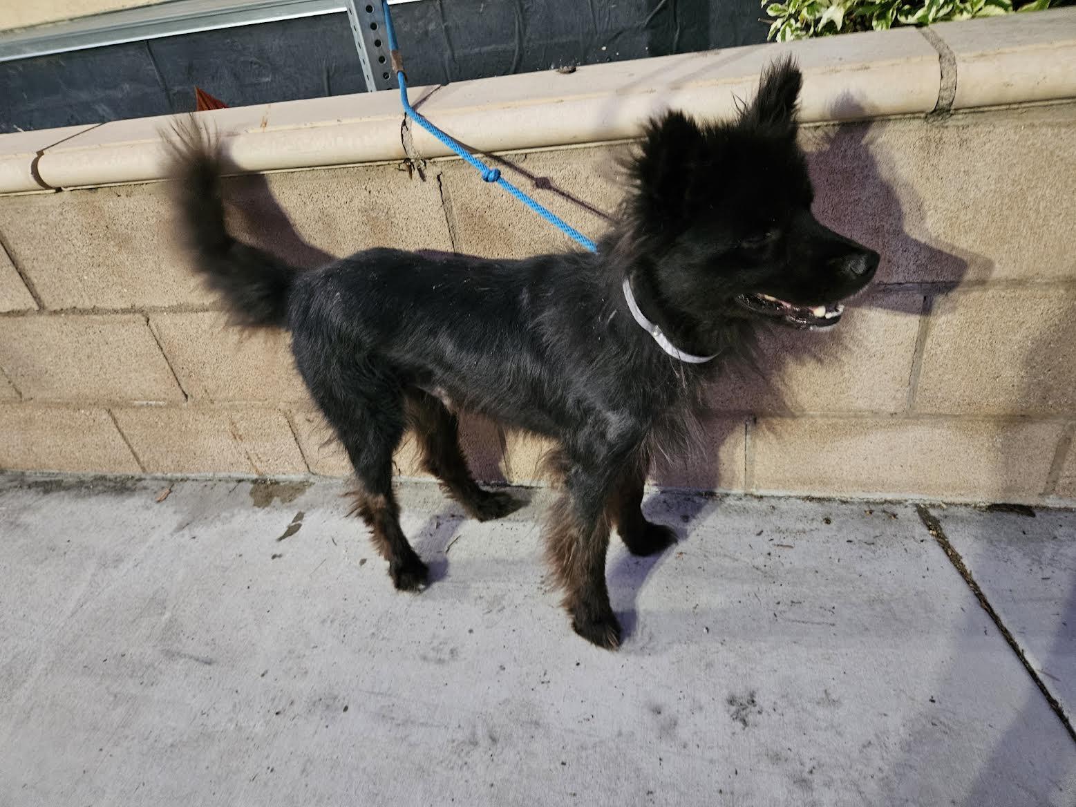 Bibby, Adoptable, Young Male Chow Chow & Australian Shepherd.