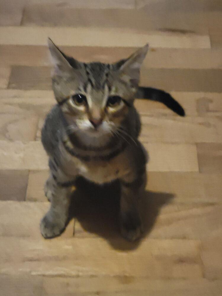 Enlarge Atlas, a Adoptable Tabby in Plumerville, AR image 1/1