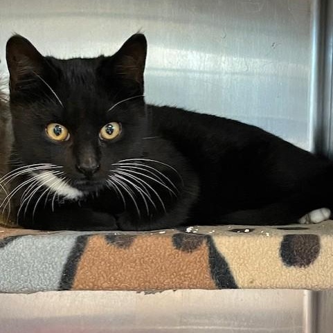 Gremlin-Adopted (M) & Frankie-Available(F)