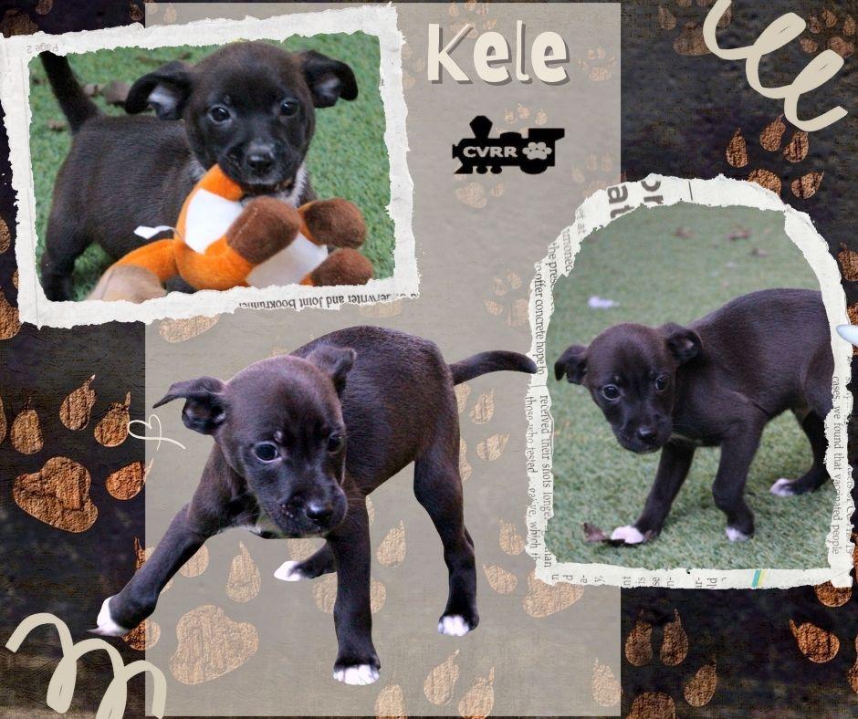 Enlarge Kele (Puppy), a Adoptable mixed breed in LINDSAY, CA image 1/1