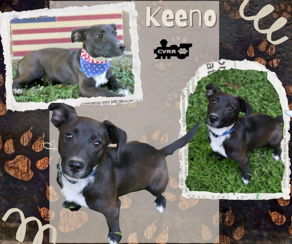 Keeno, Adoptable, Young Male Chihuahua & Terrier.