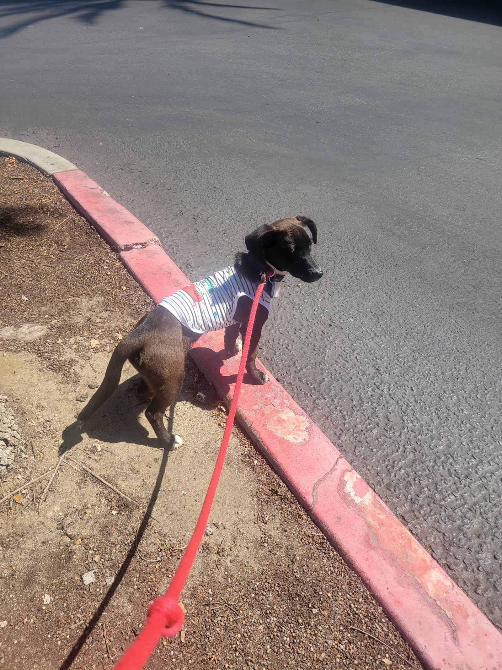 Enlarge Keeno, a Adoptable mixed breed in LINDSAY, CA image 2/2