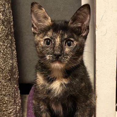 Latte VanDeusen, adopted, Kitten Female Domestic Short Hair & Tortoiseshell.