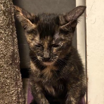 Enlarge Latte VanDeusen, an adopted mixed breed in Denver, CO image 4/5