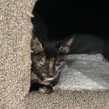 Enlarge Latte VanDeusen, an adopted mixed breed in Denver, CO image 5/5