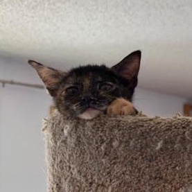 Enlarge Latte VanDeusen, an adopted mixed breed in Denver, CO image 3/5