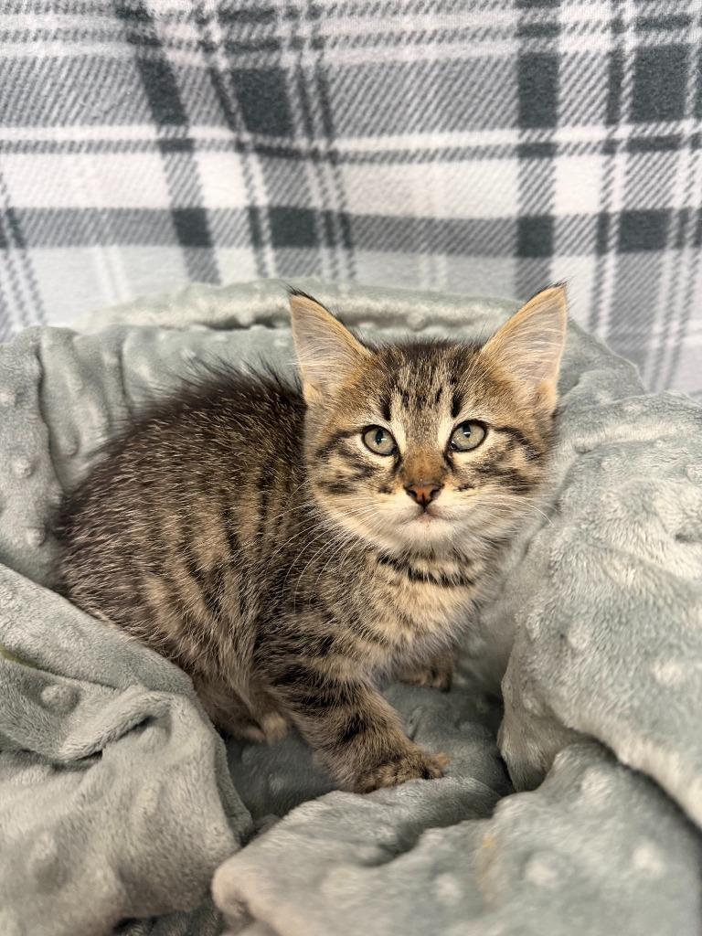 Enlarge TIMON, a Adoptable mixed breed in Algona, IA image 1/1