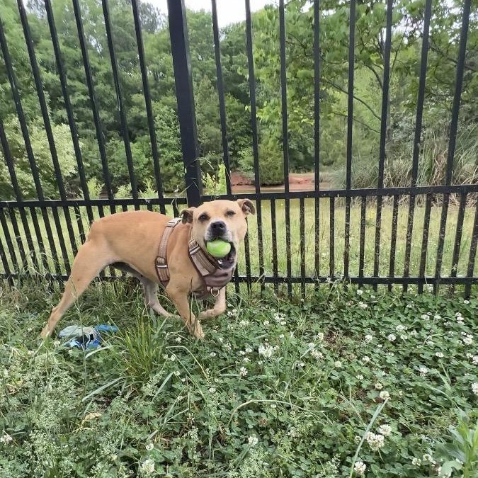 Josie, ADOPTABLE, Adult Female American Staffordshire Terrier.