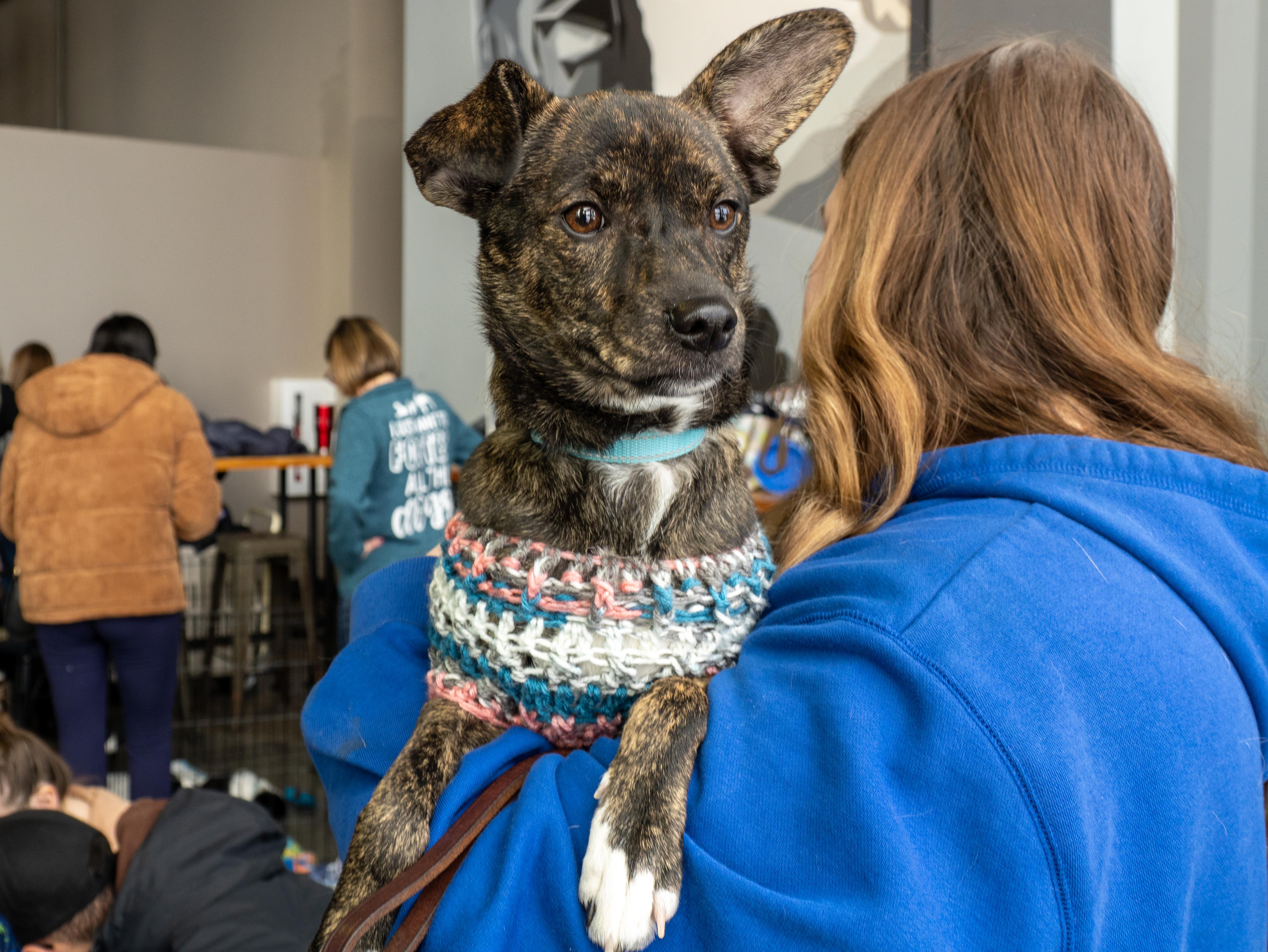 Cherry, an adopted mixed breed in Minneapolis, MN image 6/6