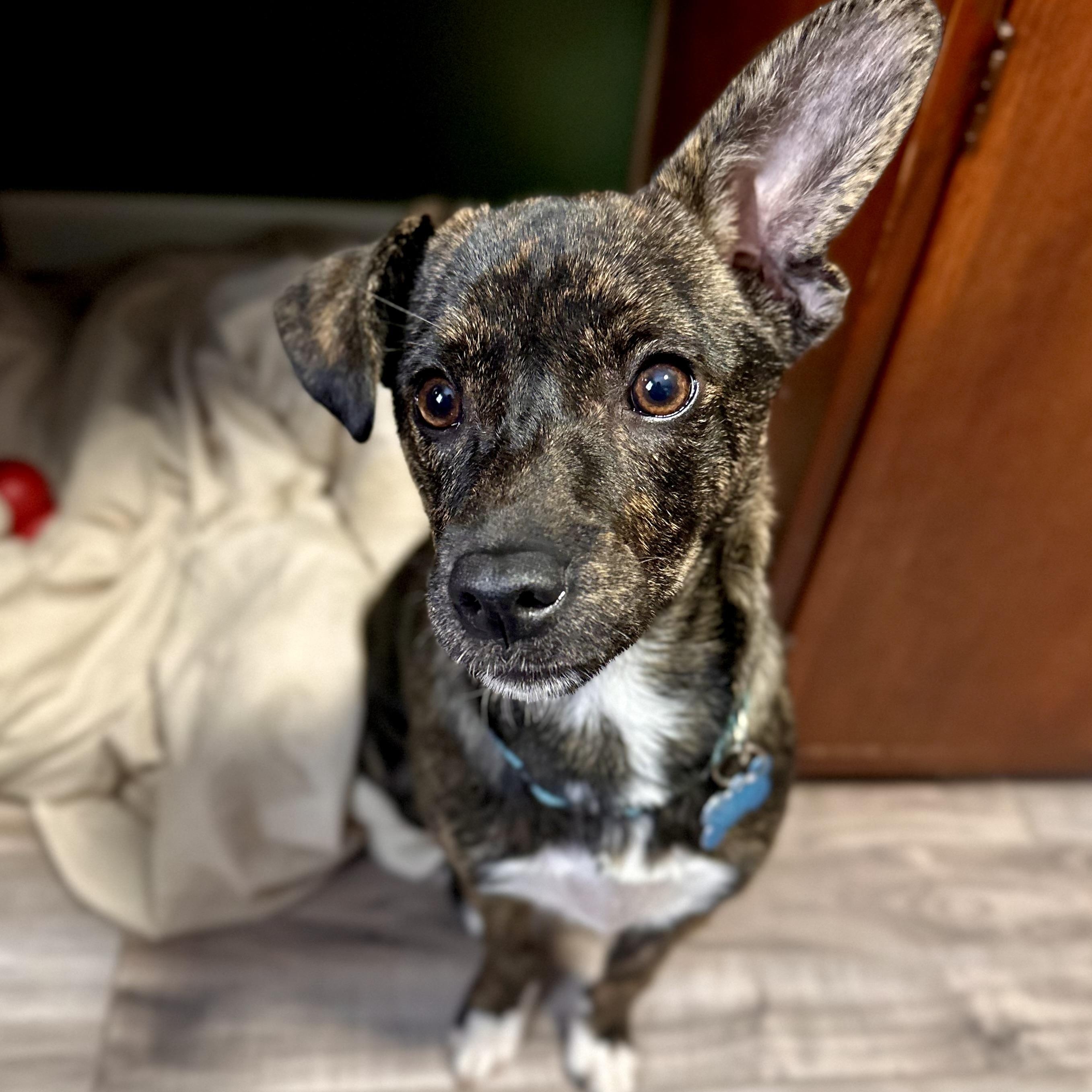 Enlarge Cherry, an adoptable mixed breed in Minneapolis, MN image 1/4