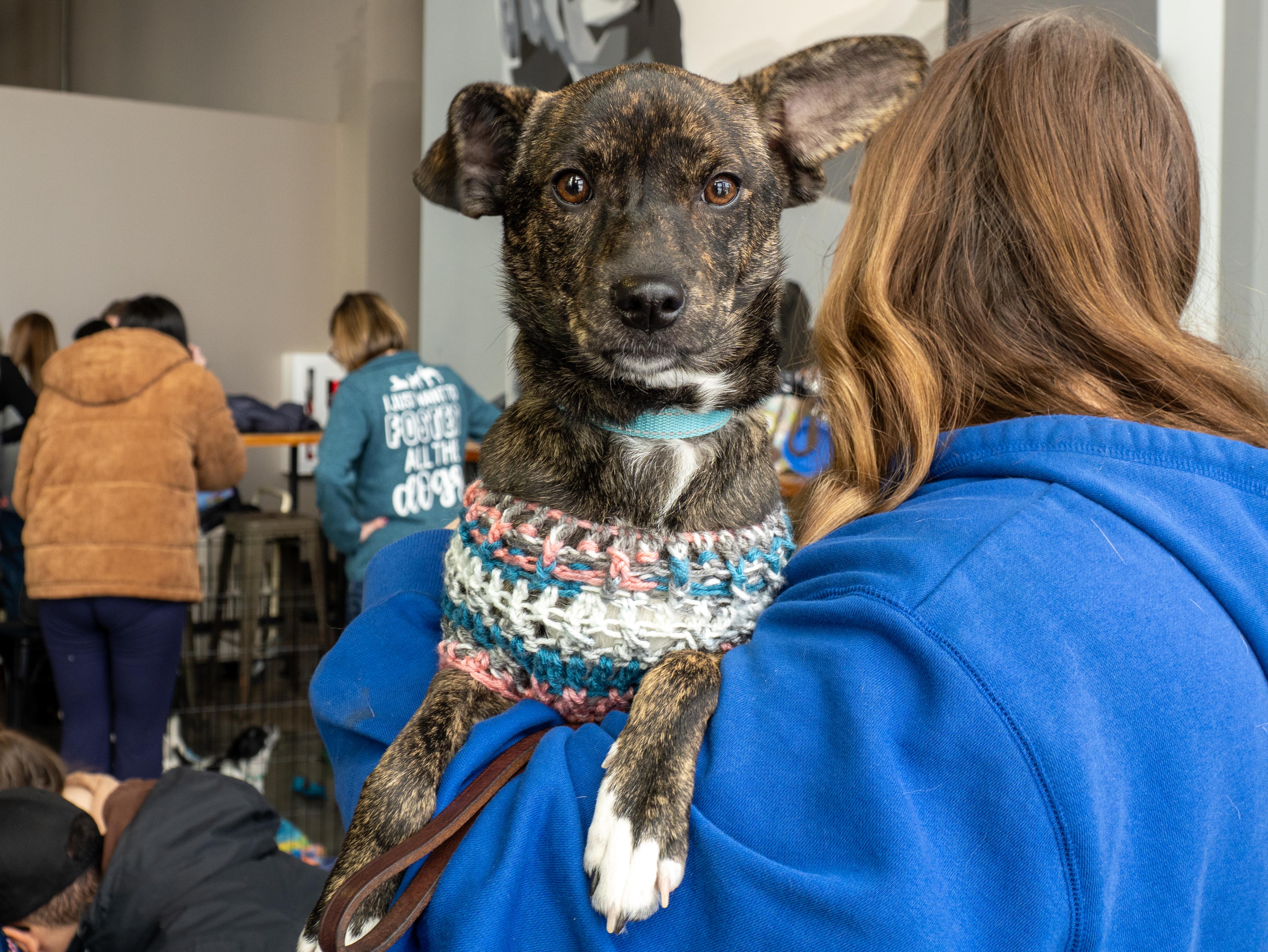 Cherry, adoptable, Puppy Female Chihuahua & Boston Terrier.