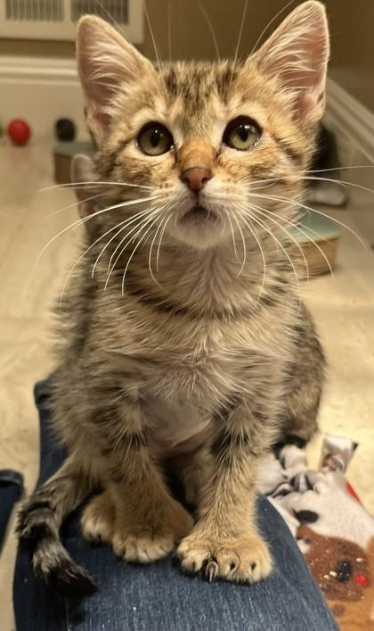 Piglet, Adoptable, Kitten Female Domestic Short Hair & Domestic Short Hair.